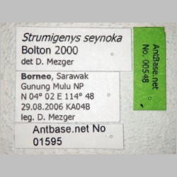Strumigenys seynoka Bolton, 2000 label