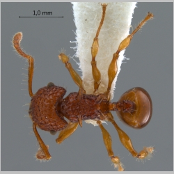 Acanthomyrmex careoscrobis Moffett, 1986 dorsal
