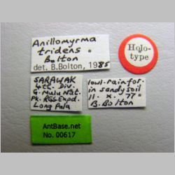 Anillomyrma tridens Bolton, 1987 label
