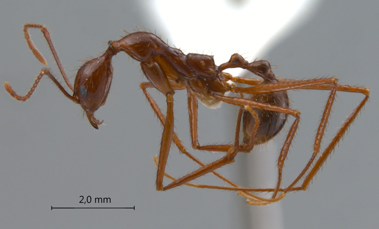 Aphaenogaster feae lateral