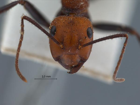 Camponotus irritabilis frontal