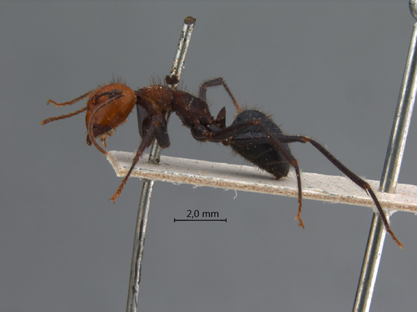 Camponotus irritabilis lateral