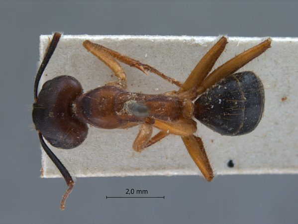 Camponotus irritans pallidus dorsal
