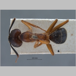 Camponotus irritans pallidus Smith, 1857 dorsal