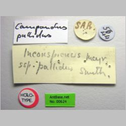 Camponotus irritans pallidus Smith, 1857 label