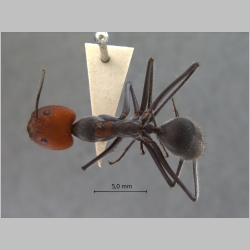 Camponotus singularis Smith, 1858 dorsal