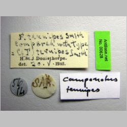 Camponotus tenuipes Smith, 1857 label