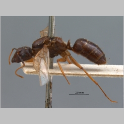 Camponotus tenuipes Smith, 1857 lateral