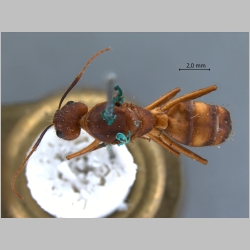 Camponotus variegatus Smith, 1858 dorsal