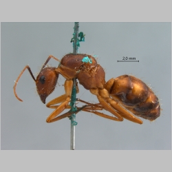 Camponotus variegatus Smith, 1858 lateral