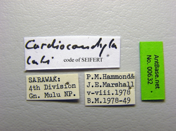 Cardiocondyla sp LATI label