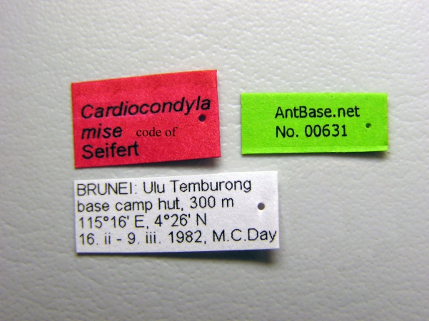 Cardiocondyla sp MISE label