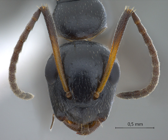 Camponotus bedoti frontal