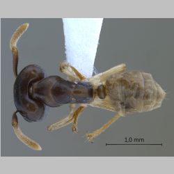 Camponotus hospes Emery, 1884 dorsal