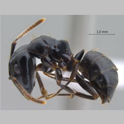 Camponotus korthalsiae Emery, 1887 lateral