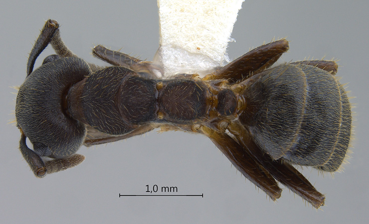 Camponotus megalonyx dorsal