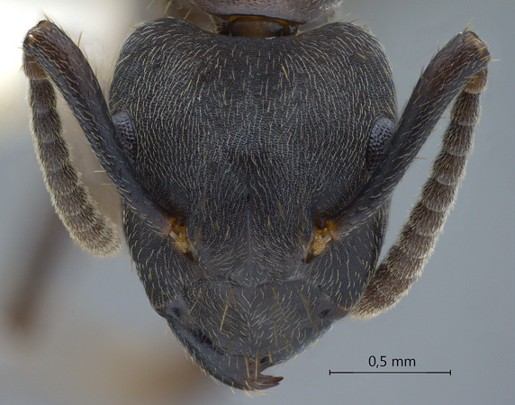 Camponotus megalonyx frontal