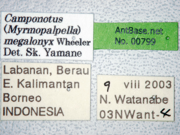Camponotus megalonyx label