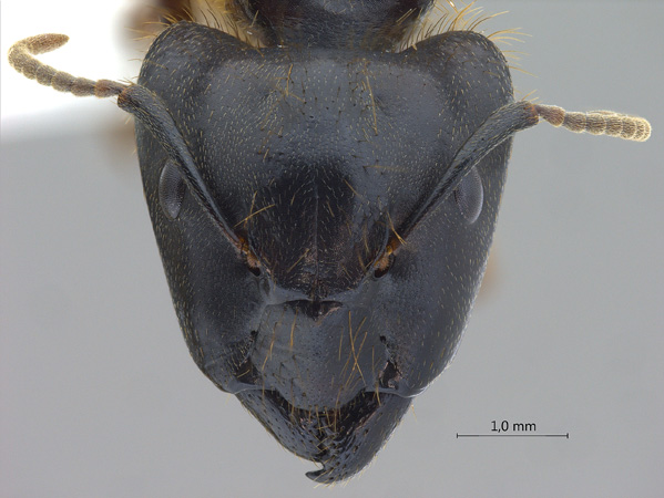 Camponotus megalonyx major frontal