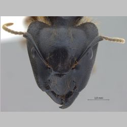 Camponotus megalonyx major Wheeler, 1919 frontal