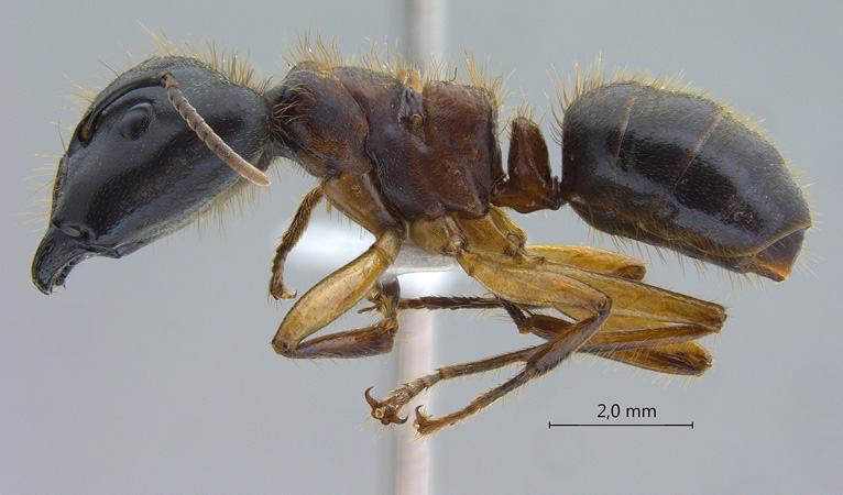 Camponotus megalonyx major lateral