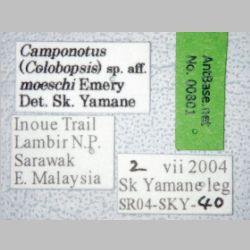 Camponotus moeschi Forel, 1910 label