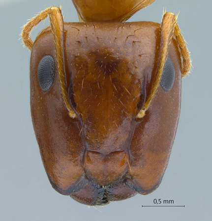 Camponotus moeschi major frontal