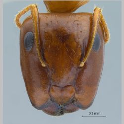 Camponotus moeschi major Forel, 1910 frontal