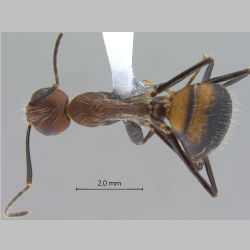 Camponotus nicobarensis Mayr, 1865 dorsal