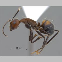 Camponotus nicobarensis Mayr, 1865 lateral