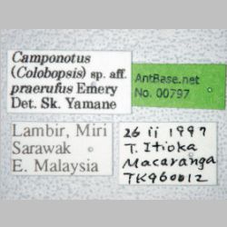 Camponotus praerufus Mayr, 1865 label
