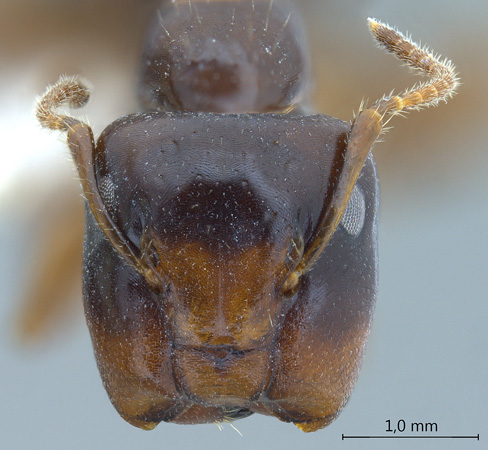 Camponotus praerufus major frontal