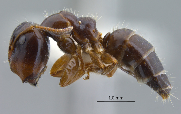 Camponotus praerufus major lateral