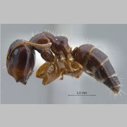 Camponotus praerufus major Mayr, 1865 lateral