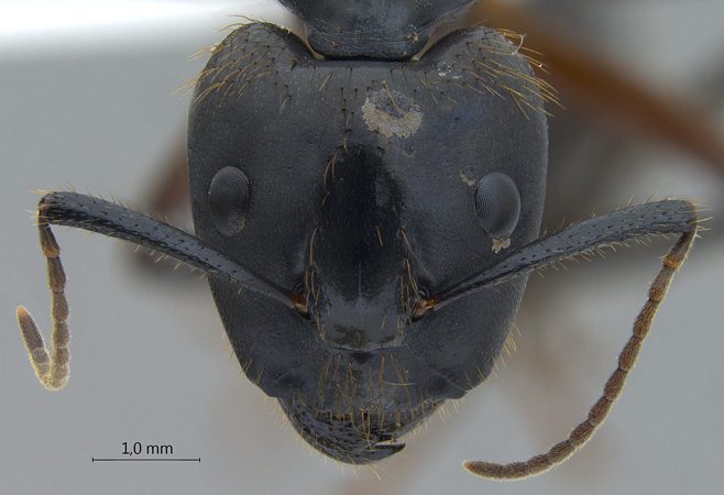 Camponotus rufifemur major frontal
