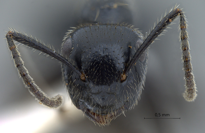 Camponotus vitreus frontal