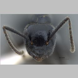 Camponotus vitreus Smith, 1860 frontal