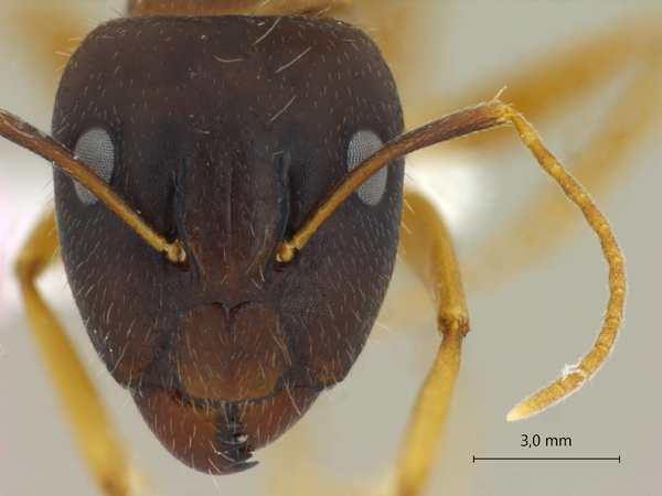 Camponotus albosparsus frontal