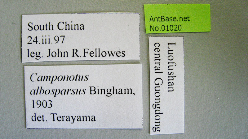 Camponotus albosparsus label