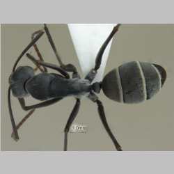 Camponotus rufoglaucus Jerdon,1851 dorsal