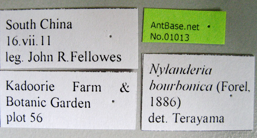 Nylanderia bourbonica label