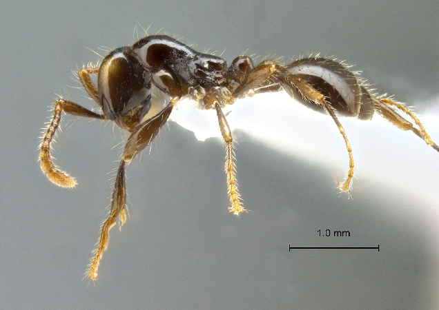 Aenictus bodongjaya lateral
