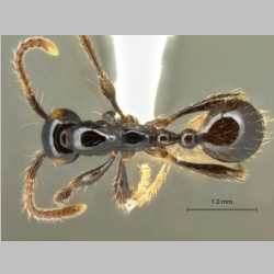 Aenictus brevinodus Jaitrong et Yamane, 2013 dorsal