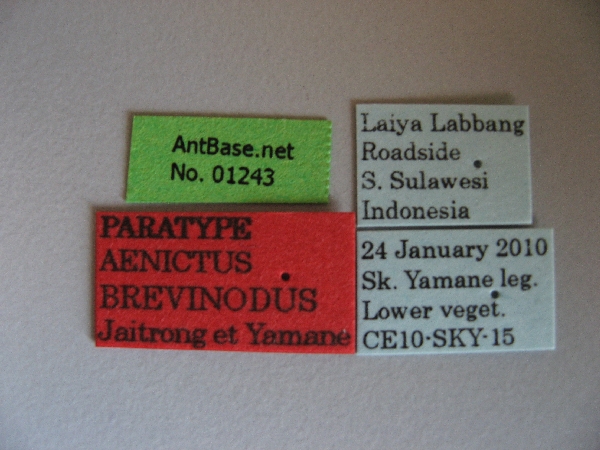 Aenictus brevinodus label