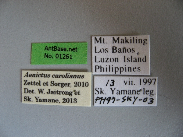 Aenictus-carolianus label