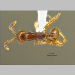 Aenictus doydeei Jaitrong et Yamane, 2013 dorsal