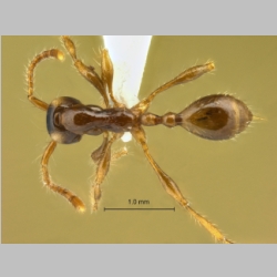 Aenictus fulvus Jaitrong et Yamane, 2013 dorsal