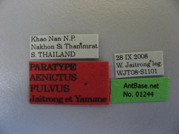 Aenictus fulvus label