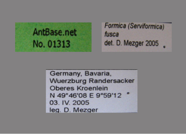 Formica fusca label