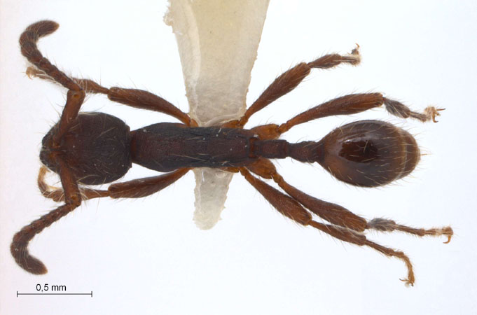 Aenictus aratus dorsal